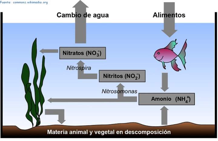 El ciclo del nitrógeno en el agua