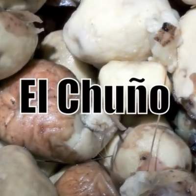 Video de actividad sugerida - LC02 - Aymara – U3 - N°11: Conversan sobre el proceso de elaboración de la papa chuño utilizando el idioma aymara.