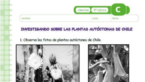 Investigando sobre las plantas autóctonas chilenas
