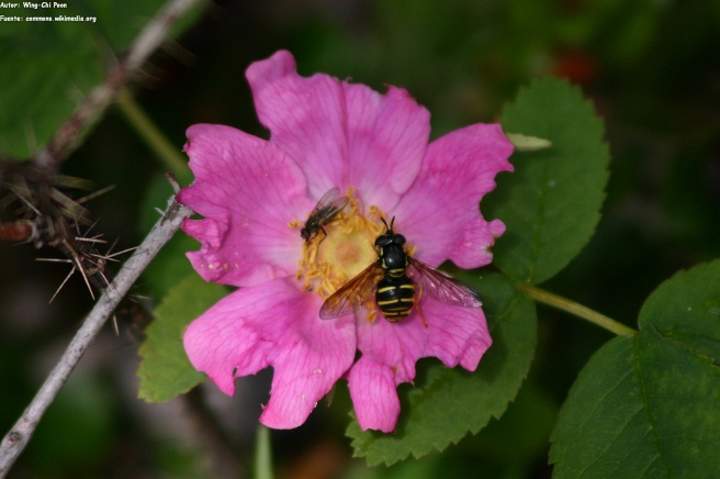 Competencia interespecífica entre abeja y mosca en una flor
