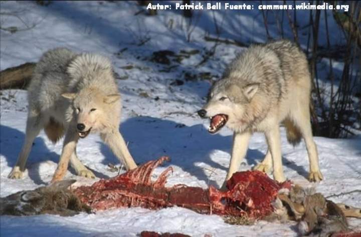 Competencia intraespecífica entre lobos por una presa