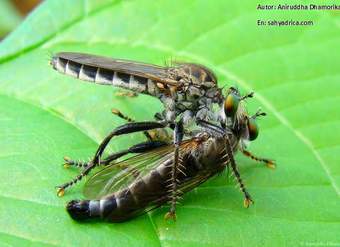 Competencia intraespecífica entre mosquitos