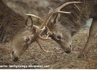 Competencia intraespecífica entre renos machos