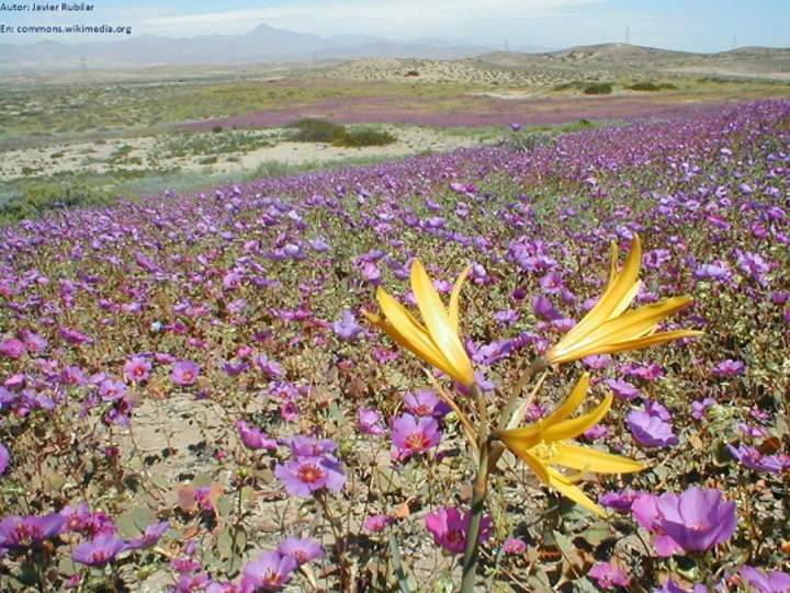 Desierto florido norte de Chile