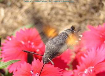 Mutualismo colibrí y flor