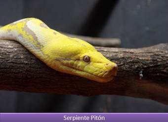 Serpiente pitón