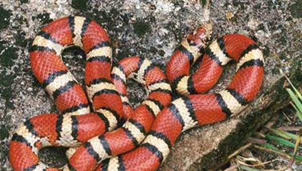 Serpiente roja