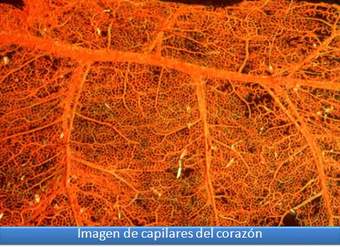 Imagen de capilares del corazón