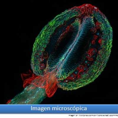 Imagen microscópica 5