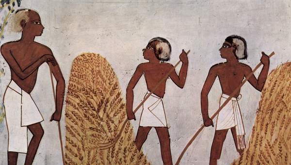 Cosecha de cereales, mural egipcio