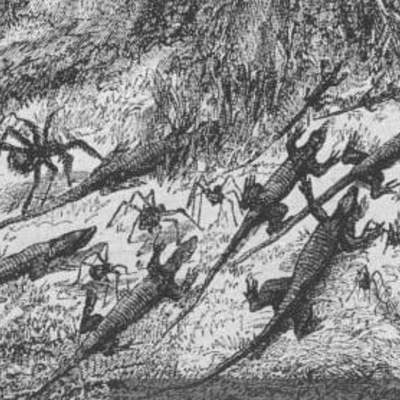 Dibujo de insectos: Invasión de hormigas en la selva brasileña