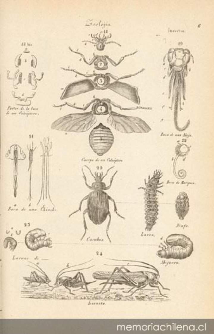 Dibujo de insectos