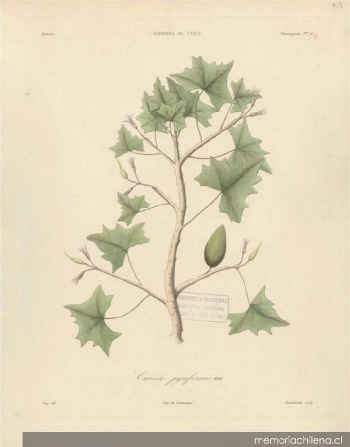 Dibujo de planta Carica pyriformide