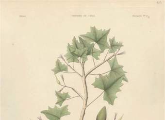 Dibujo de planta Carica pyriformide