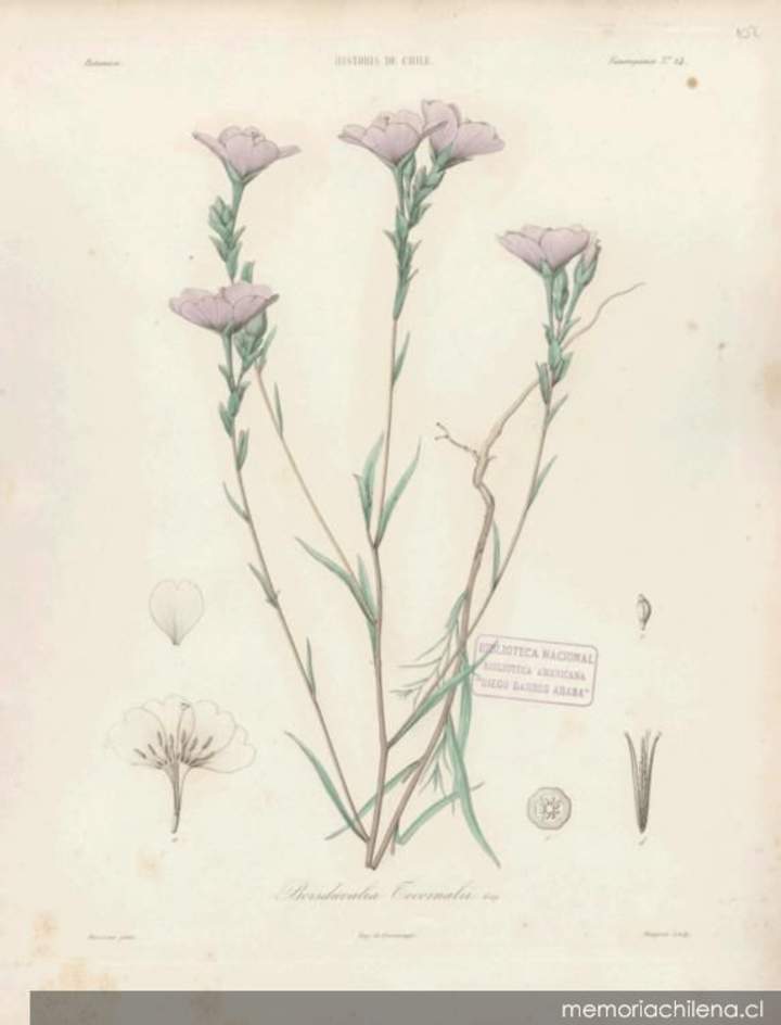 Dibujo de planta Boisduvalia tocornalii