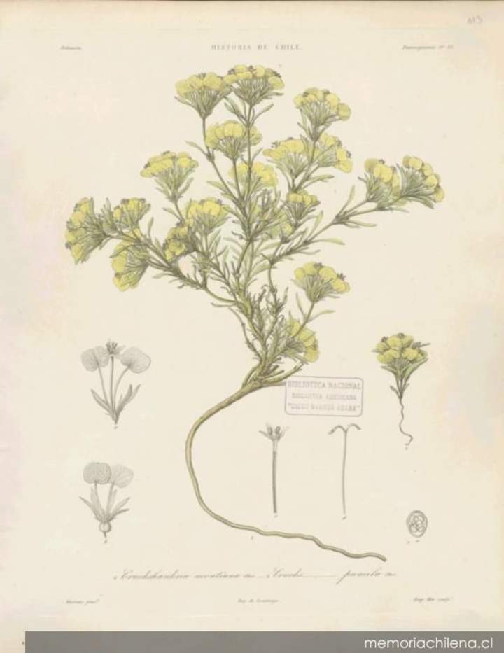 Dibujo de planta Cruckshanksia montiana