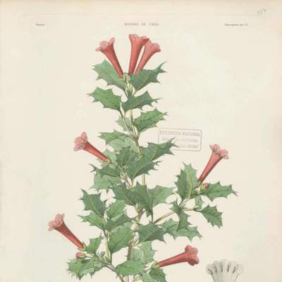 Dibujo de planta Desfontainea spinosa