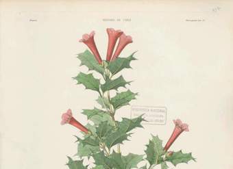 Dibujo de planta Desfontainea spinosa