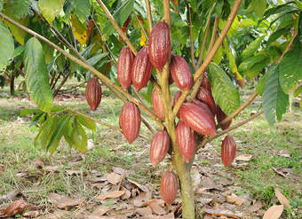 Árbol de cacao