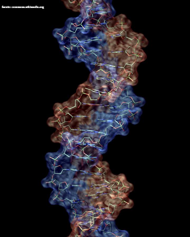 Macromolécula de ADN