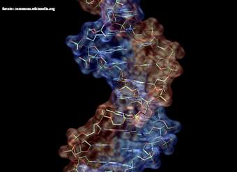 Macromolécula de ADN