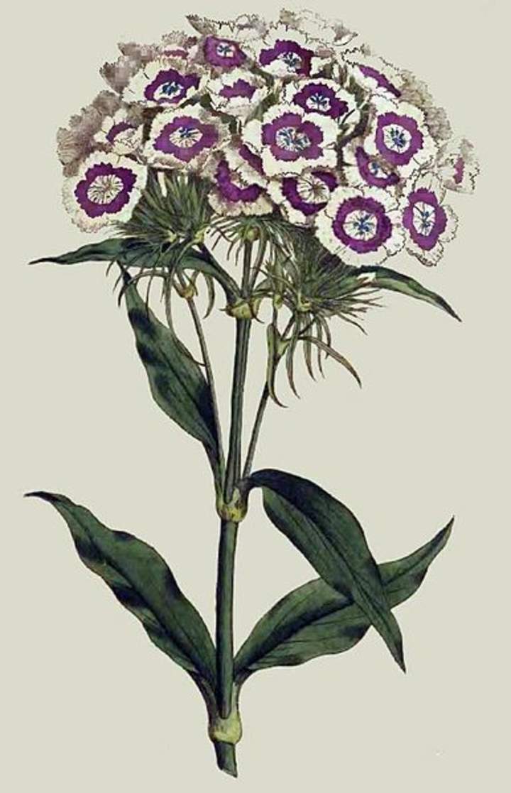 Flores de la Curtis Botanical Magazine