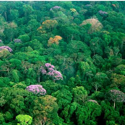 Selva en Panamá