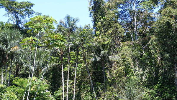 Selva Amazónica 2
