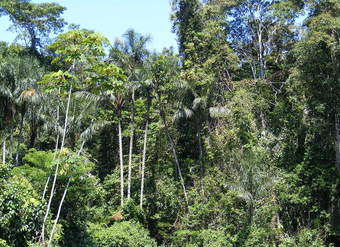 Selva Amazónica 2