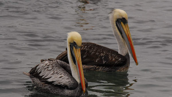Pelicanos