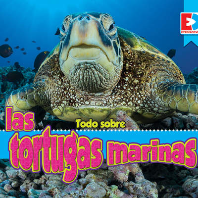 Todo sobre las tortugas marinas