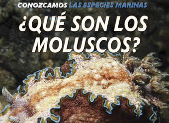 ¿Qué son los moluscos? (What Are Mollusks?)