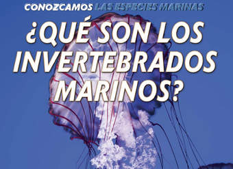 ¿Qué son los invertebrados marinos? (What Are Sea Invertebrates?)