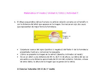 Matemática 1 medio-Unidad 3-OA11-Actividad 7
