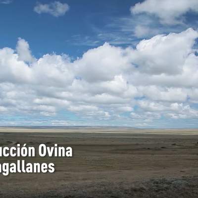 Producción ovina en Magallanes
