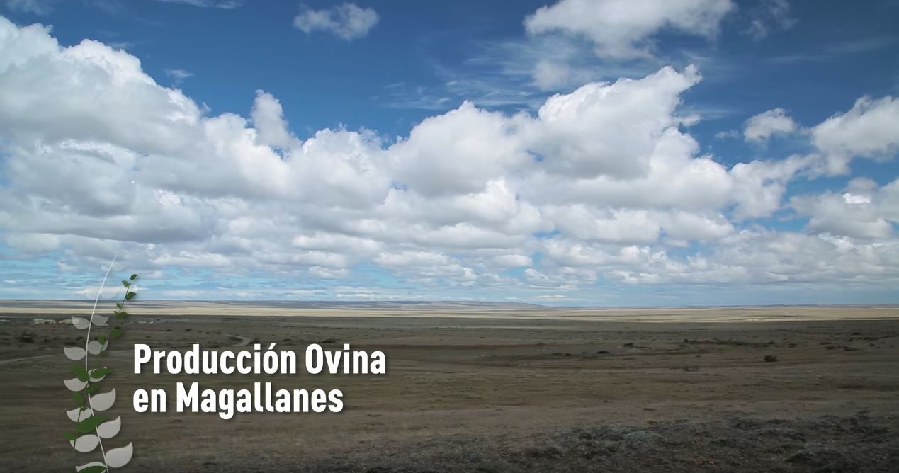 Producción ovina en Magallanes