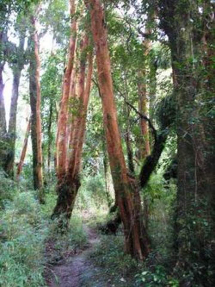 Imagen del bosque valdiviano