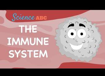 Immune System: Innate and Adaptive Immunity Explained