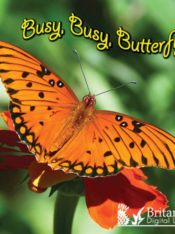 Busy, Busy, Butterfly