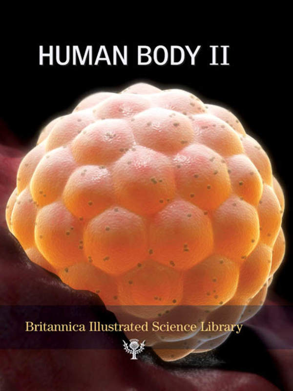 Human Body II