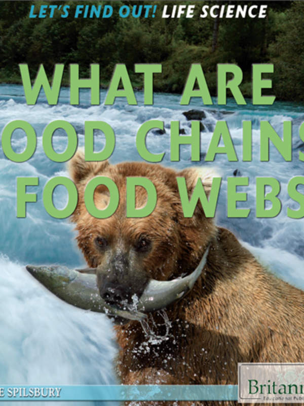 What Are Food Chains &amp; Food Webs?