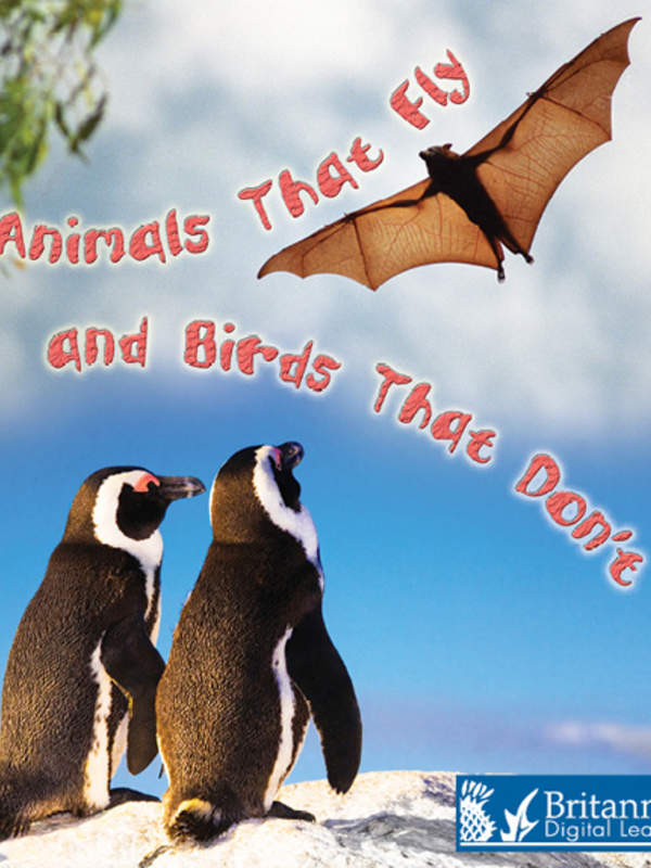 Animals That Fly and Birds That Don't