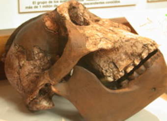 Cráneo Australopithecus