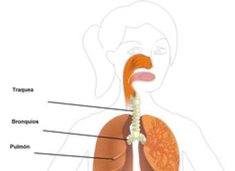 Sistema respiratorio rotulado