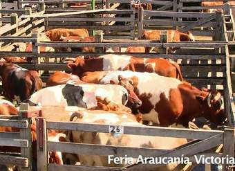 Remate de ganado en La Araucanía