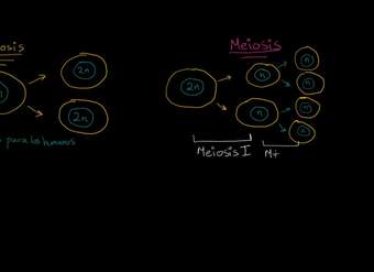 Comparando mitosis y meiosis | División celular | Biología | Khan Academy en Español