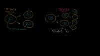 Comparando mitosis y meiosis | División celular | Biología | Khan Academy en Español