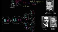 Teoría cromosómica de Sutton y Boveri | Biología | Khan Academy en Español
