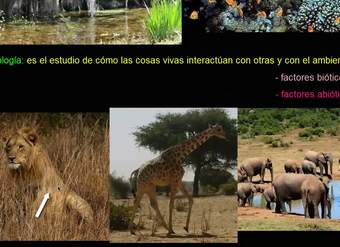 Introducción a la ecología | Ecología | Biología | Khan Academy en Español
