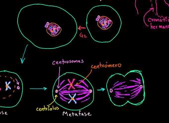 Mitosis | División celular | Biología | Khan Academy en Español